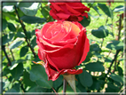 foto Rose